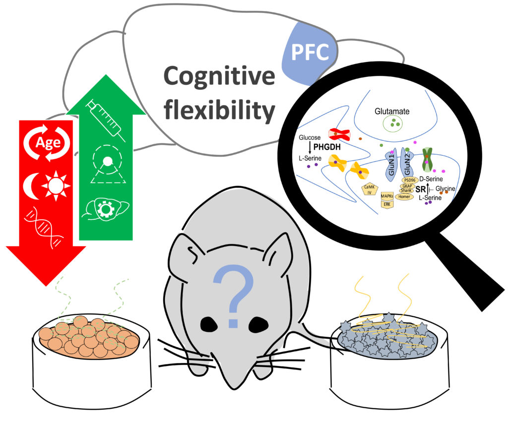 The NMDA receptor complex – a signalling hub at the origin of cognitive flexibility?