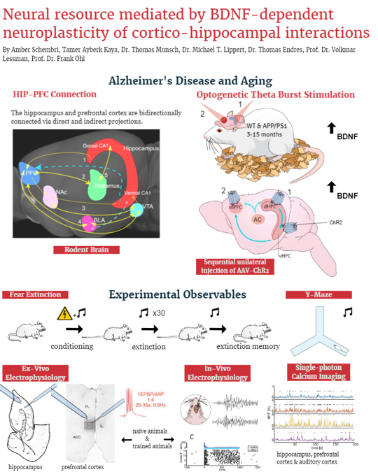 graphical abstract of Neural resource mediated by BDNF- dependent neuroplasticity of cortico- hippocampal interactions