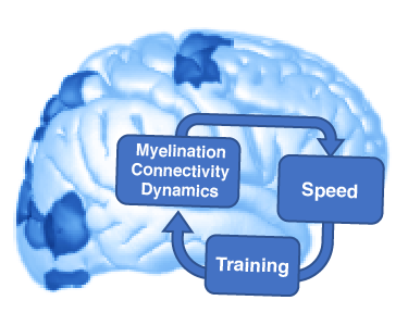 Structural and functional determinants of attentional resources in multiple object and feature tracking