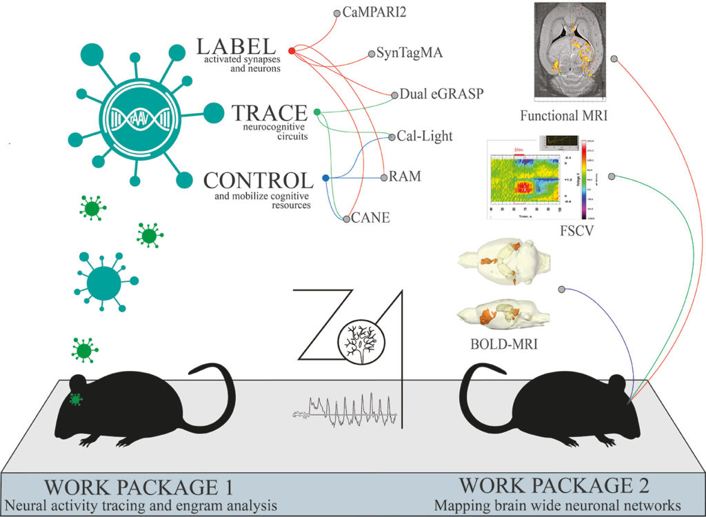 Funktionelle Analyse neuronaler Netzwerke und Kleintierbildgebung in vivo