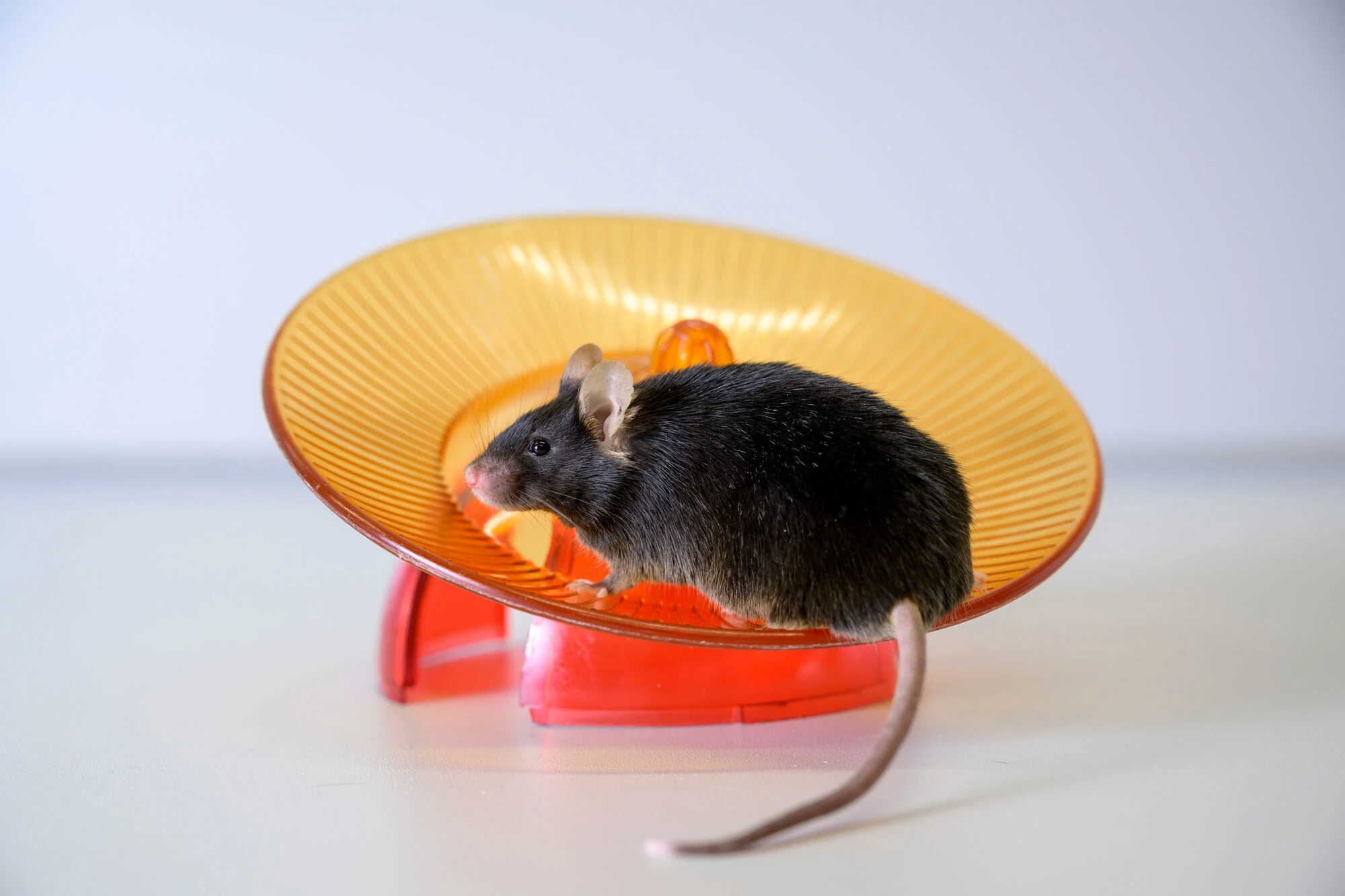 mouse during an experiment