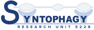 Illustration of syntophagy, a biological process.